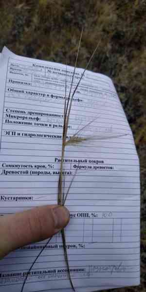 Foxtail Barley(Hordeum jubatum)