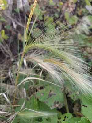 Foxtail Barley(Hordeum jubatum)