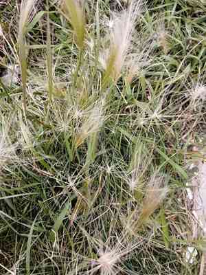 Foxtail Barley(Hordeum jubatum)