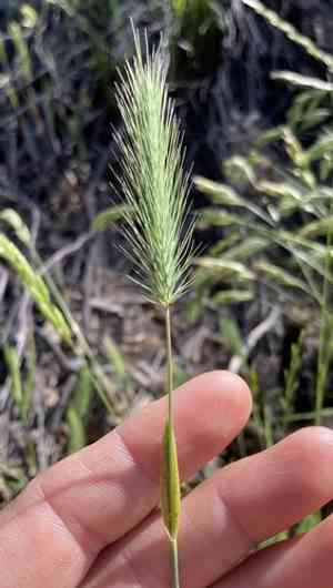 Sea barley(Hordeum marinum)