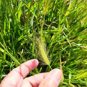 Sea barley(Hordeum marinum)