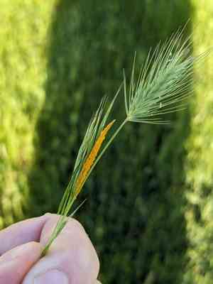 Sea barley(Hordeum marinum)