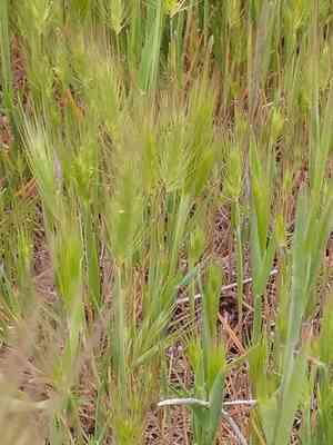 Sea barley(Hordeum marinum)