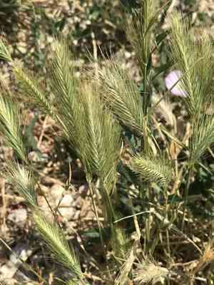 Mouse Barley(Hordeum murinum)