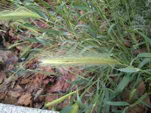 Mouse Barley(Hordeum murinum)