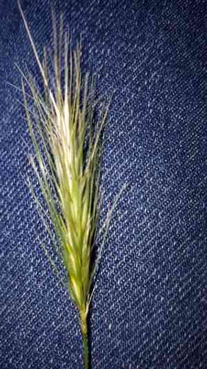Mouse Barley(Hordeum murinum)