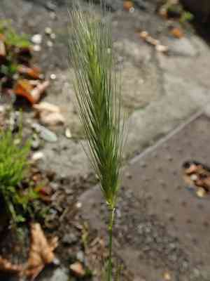 Mouse Barley(Hordeum murinum)
