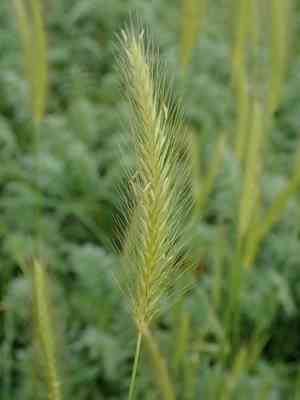 Meadow barley(Hordeum secalinum)
