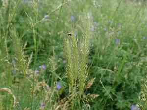 Meadow barley(Hordeum secalinum)