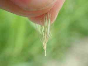 Meadow barley(Hordeum secalinum)