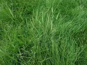 Meadow barley(Hordeum secalinum)
