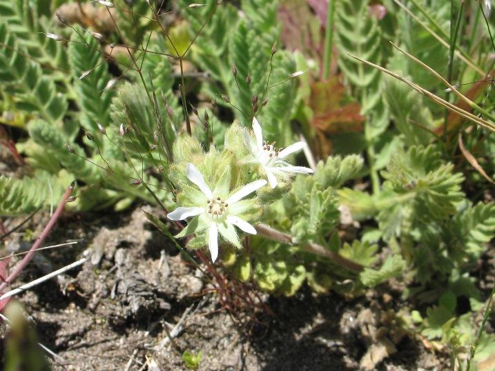 Point reyes horkelia (Horkelia marinensis) Care Guide: Pests, Diseases ...