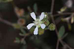 Rydberg's horkelia(Horkelia rydbergii)