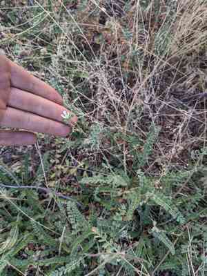 Rydberg's horkelia(Horkelia rydbergii)