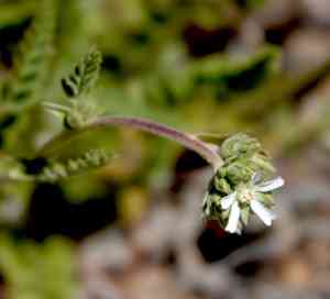 Rydberg's horkelia(Horkelia rydbergii)