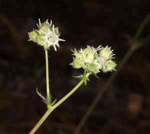 Threetooth horkelia(Horkelia tridentata)