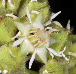 Threetooth horkelia(Horkelia tridentata)