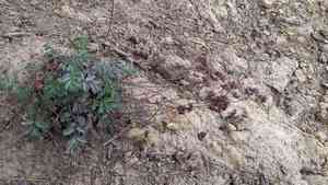 Threetooth horkelia(Horkelia tridentata)