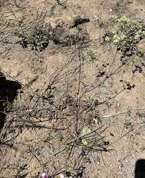 Threetooth horkelia(Horkelia tridentata)