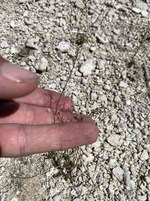 Prostrate hutchinsia(Hornungia procumbens)