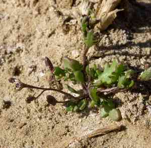 Prostrate hutchinsia(Hornungia procumbens)