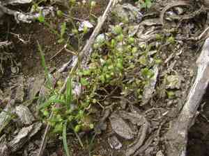 Prostrate hutchinsia(Hornungia procumbens)