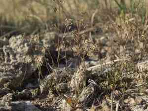 Prostrate hutchinsia(Hornungia procumbens)