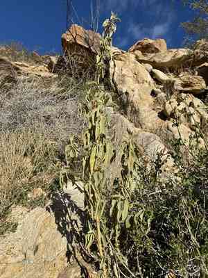 Newberry's velvetmallow(Horsfordia newberryi)