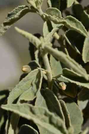 Newberry's velvetmallow(Horsfordia newberryi)