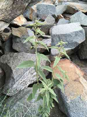 Newberry's velvetmallow(Horsfordia newberryi)