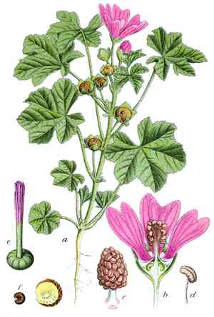 Velvetmallows (Horsfordia)(Horsfordia)