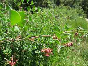Otay lotus(Hosackia crassifolia)
