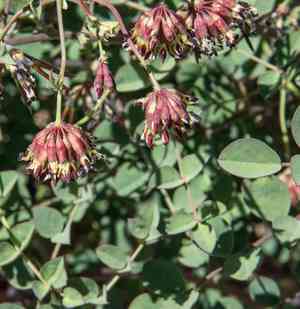 Otay lotus(Hosackia crassifolia)