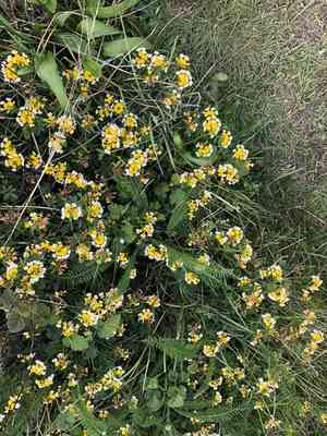 Harlequin lotus(Hosackia gracilis)