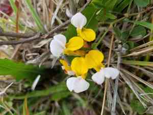 Harlequin lotus(Hosackia gracilis)