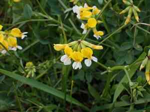 Meadow bird's foot trefoil(Hosackia pinnata)
