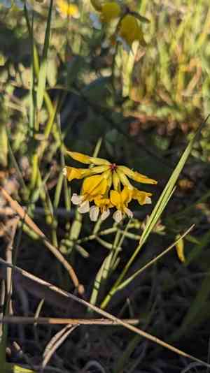 Meadow bird's foot trefoil(Hosackia pinnata)