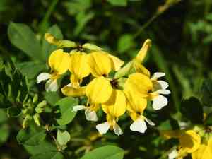 Meadow bird's foot trefoil(Hosackia pinnata)