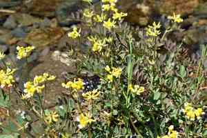 Meadow bird's foot trefoil(Hosackia pinnata)