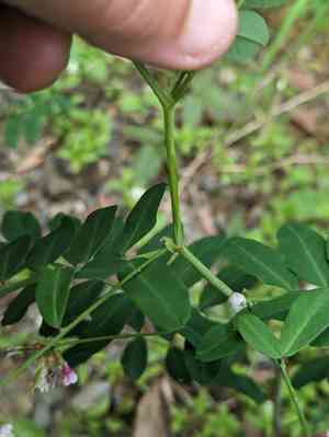 Hosackia rosea(Hosackia rosea)