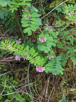 Hosackia rosea(Hosackia rosea)