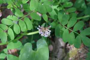 Hosackia rosea(Hosackia rosea)