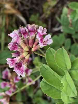 Hosackia rosea(Hosackia rosea)