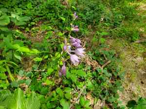 Blue plantain lily(Hosta ventricosa)