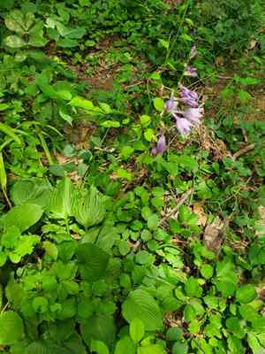 Blue plantain lily(Hosta ventricosa)