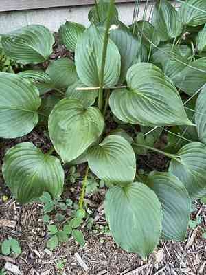 Blue plantain lily(Hosta ventricosa)