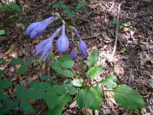 Blue plantain lily(Hosta ventricosa)
