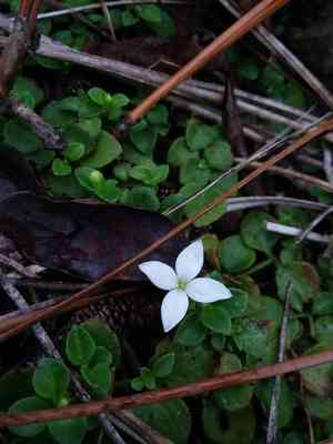 Roundleaf bluet(Houstonia procumbens)
