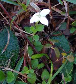 Roundleaf bluet(Houstonia procumbens)