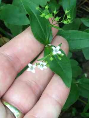 Venus' pride(Houstonia purpurea)